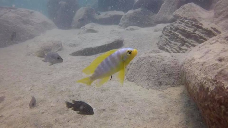 Maylandia aurora 'Chizumulu Island'